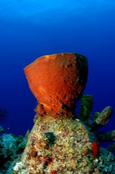 The Majestic Sponge at the top of Ghost Mountain. by Ron Micjan 